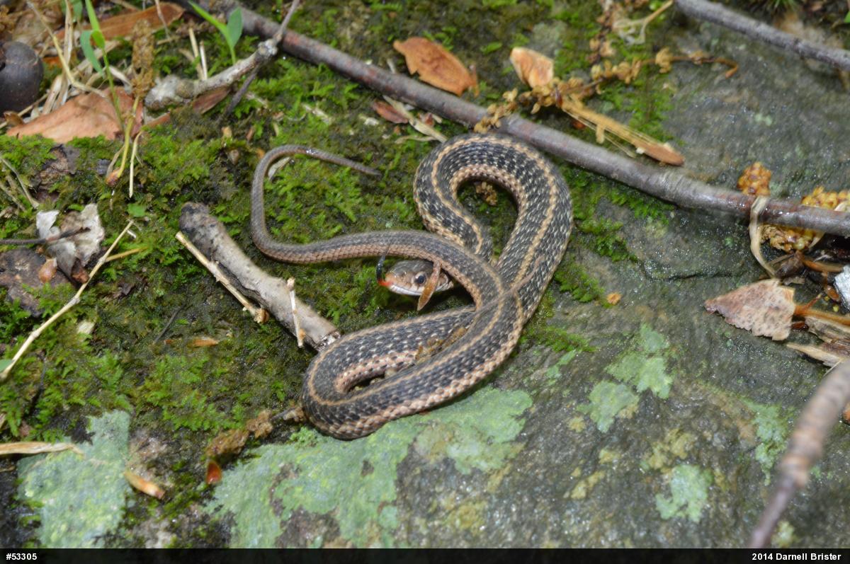 Eastern Gartersnake