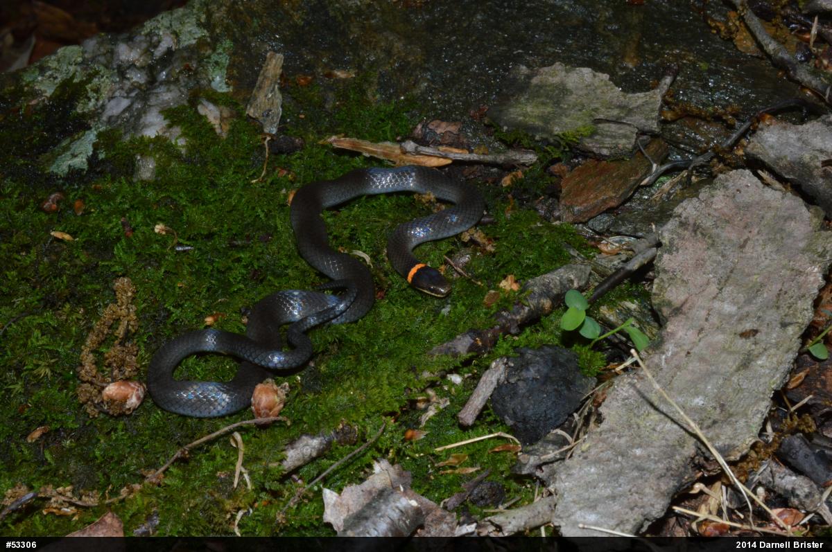 Northern Ring-necked Snake