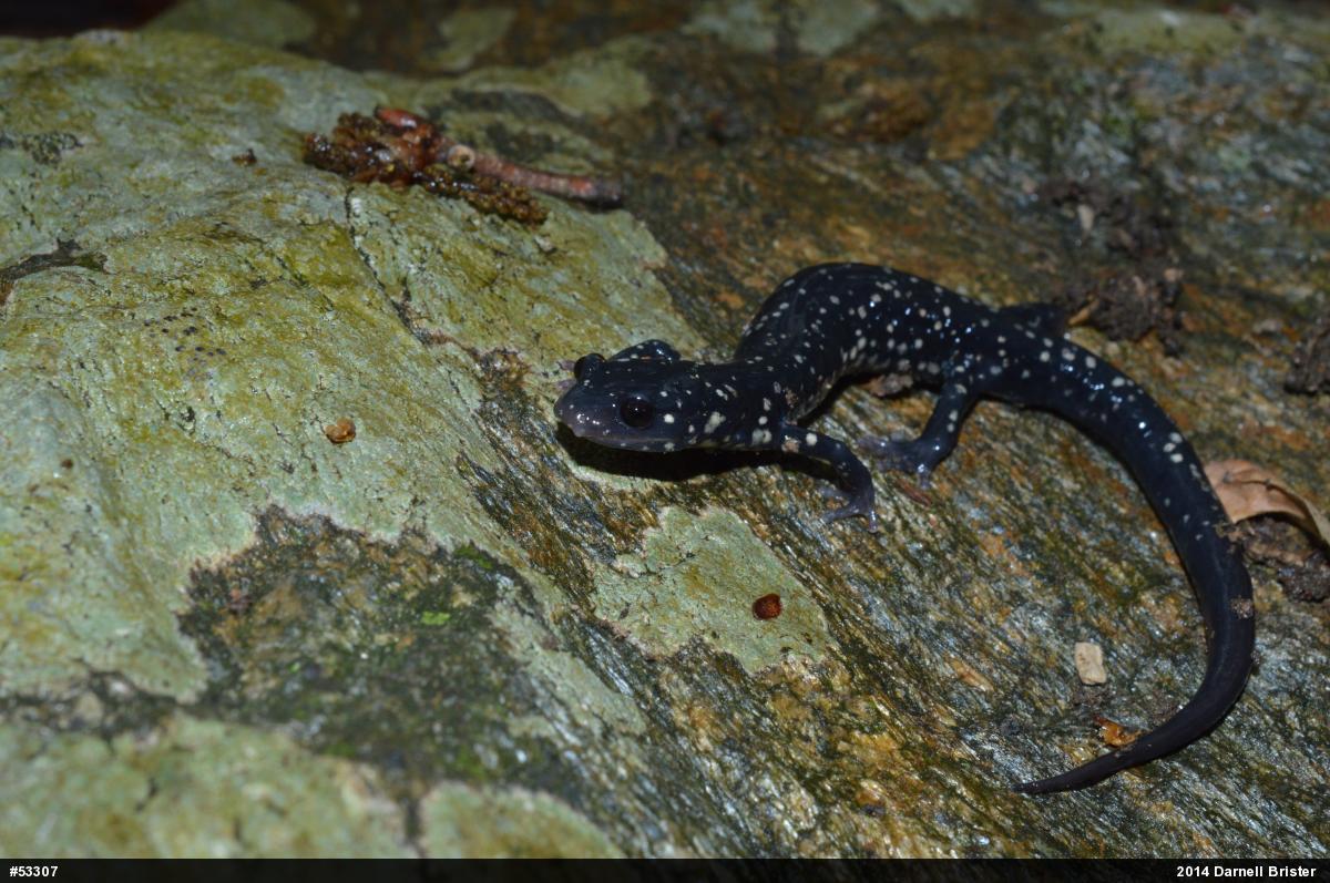Northern Slimy Salamander