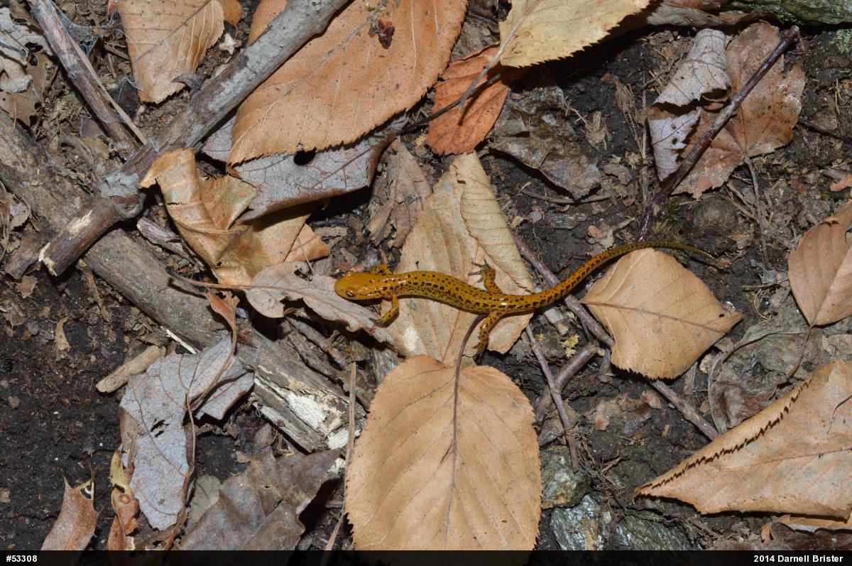 Eastern Long-tailed Salamander