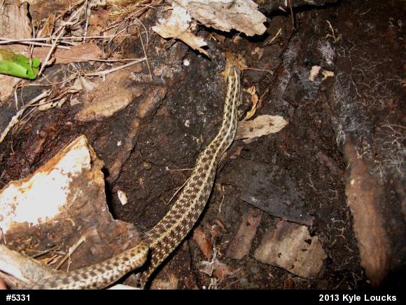 Eastern Gartersnake