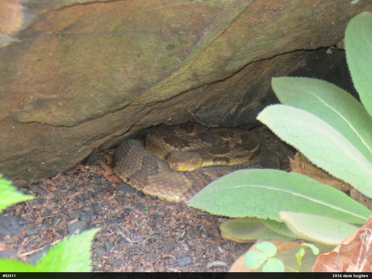 Timber Rattlesnake