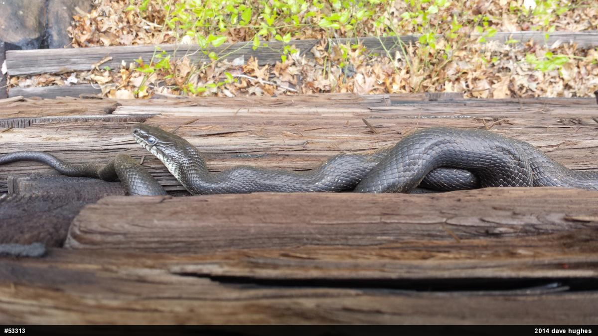 Eastern Ratsnake