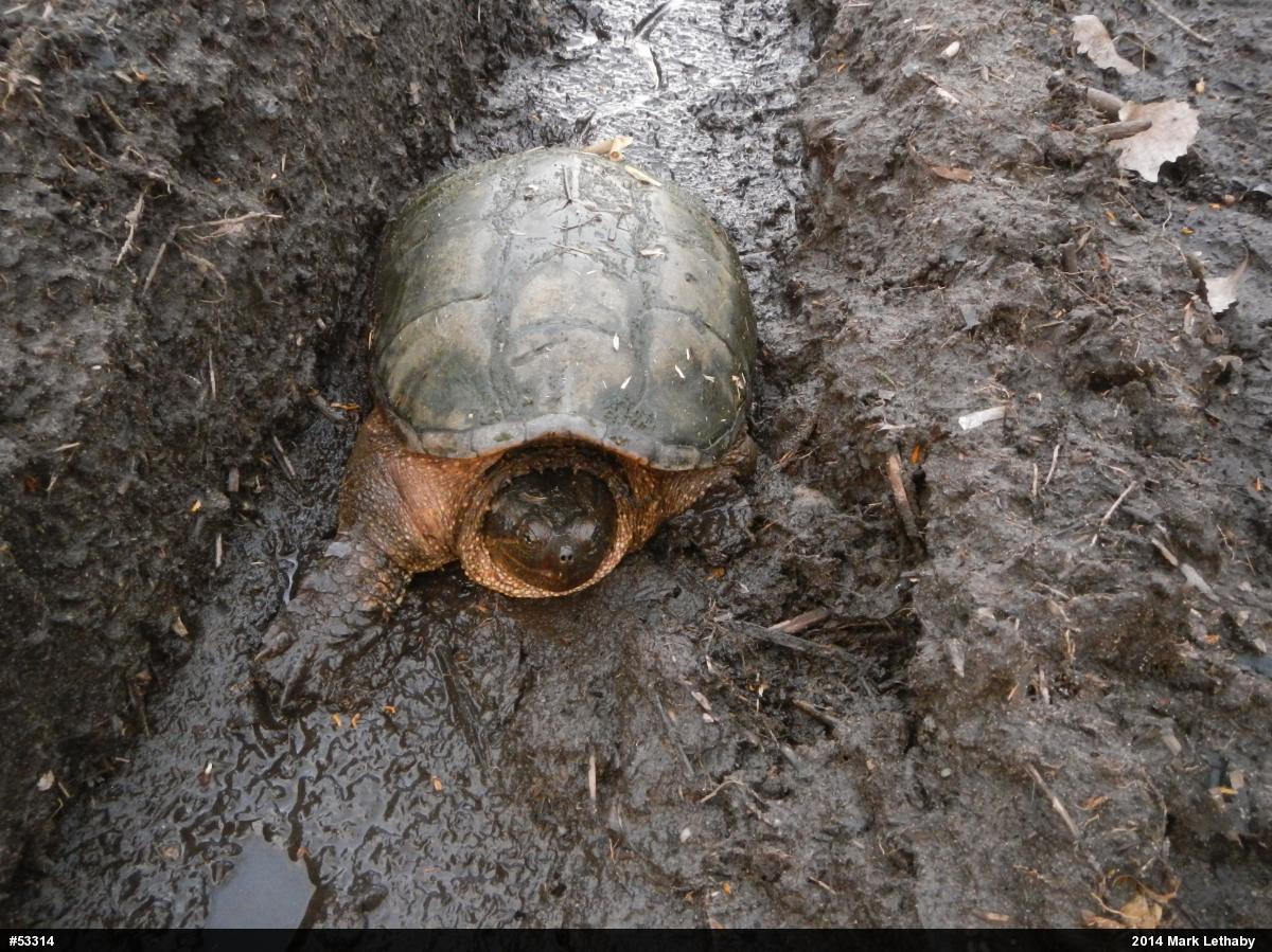 Snapping Turtle