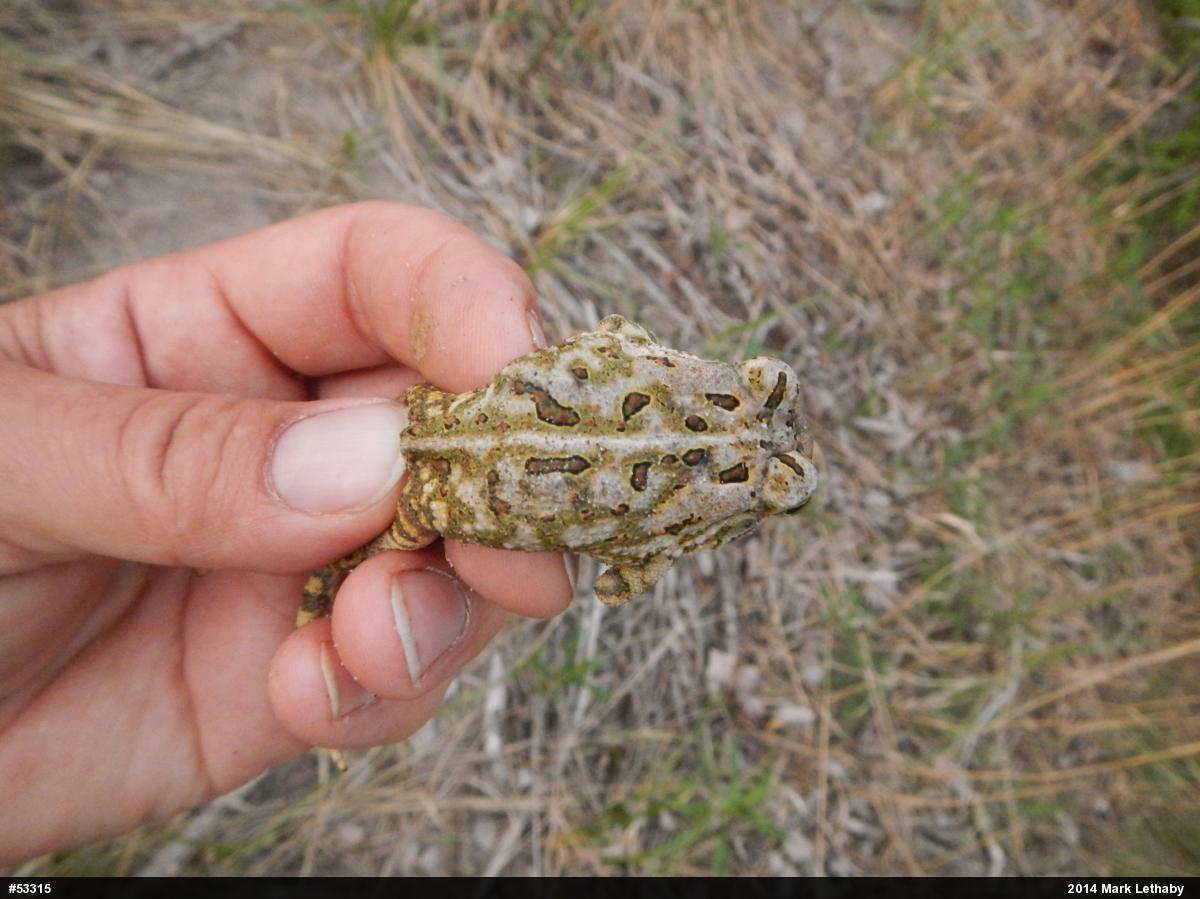 Fowler's Toad