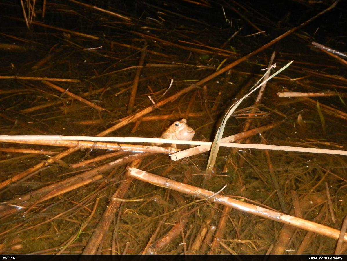 Fowler's Toad