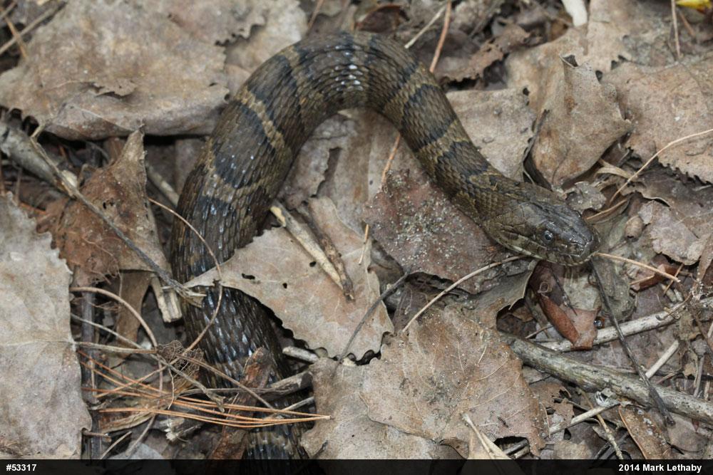 Northern Watersnake