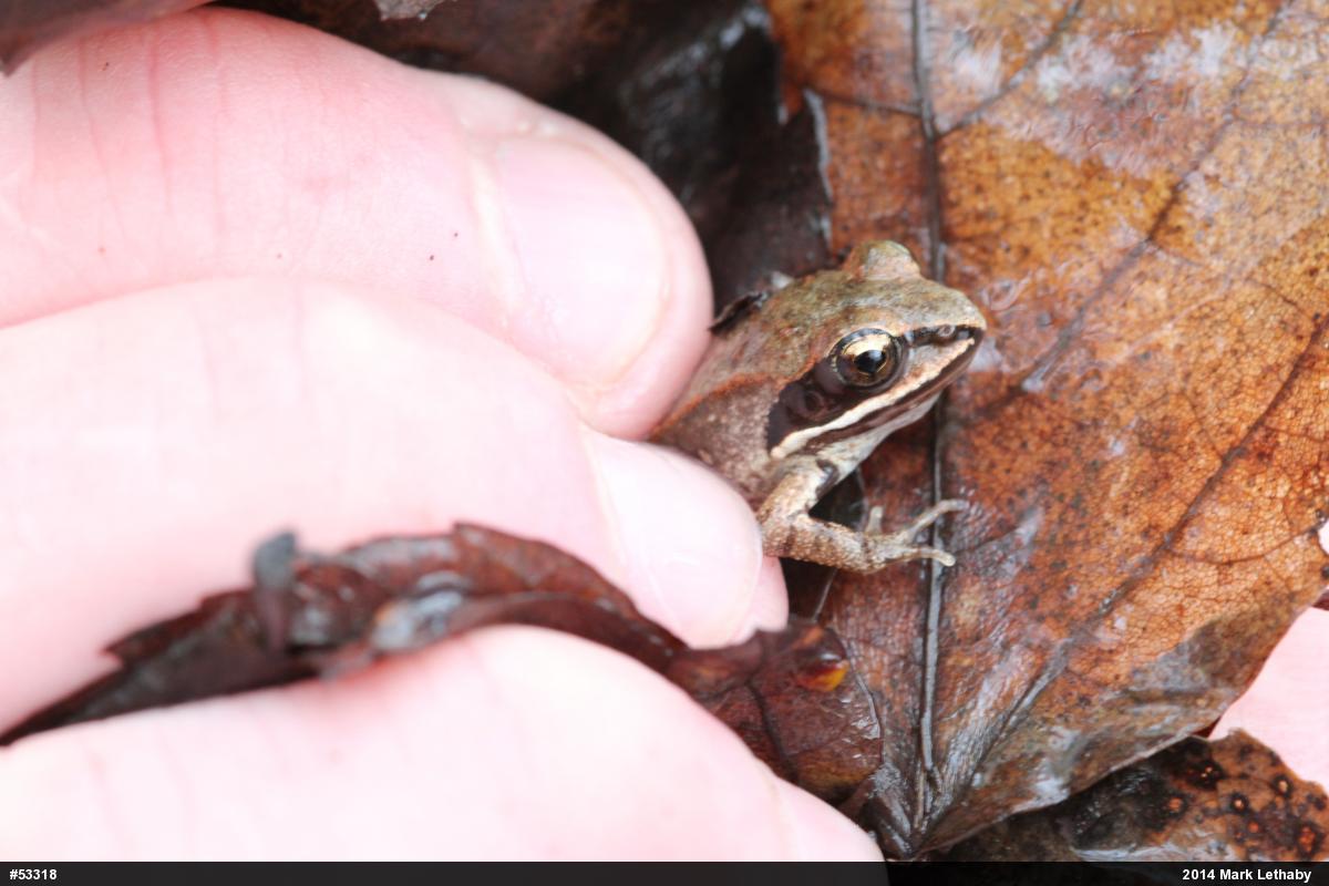 Wood Frog