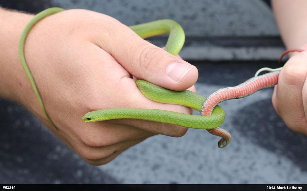 Smooth Greensnake