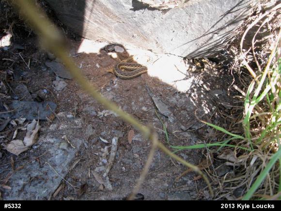 Eastern Gartersnake