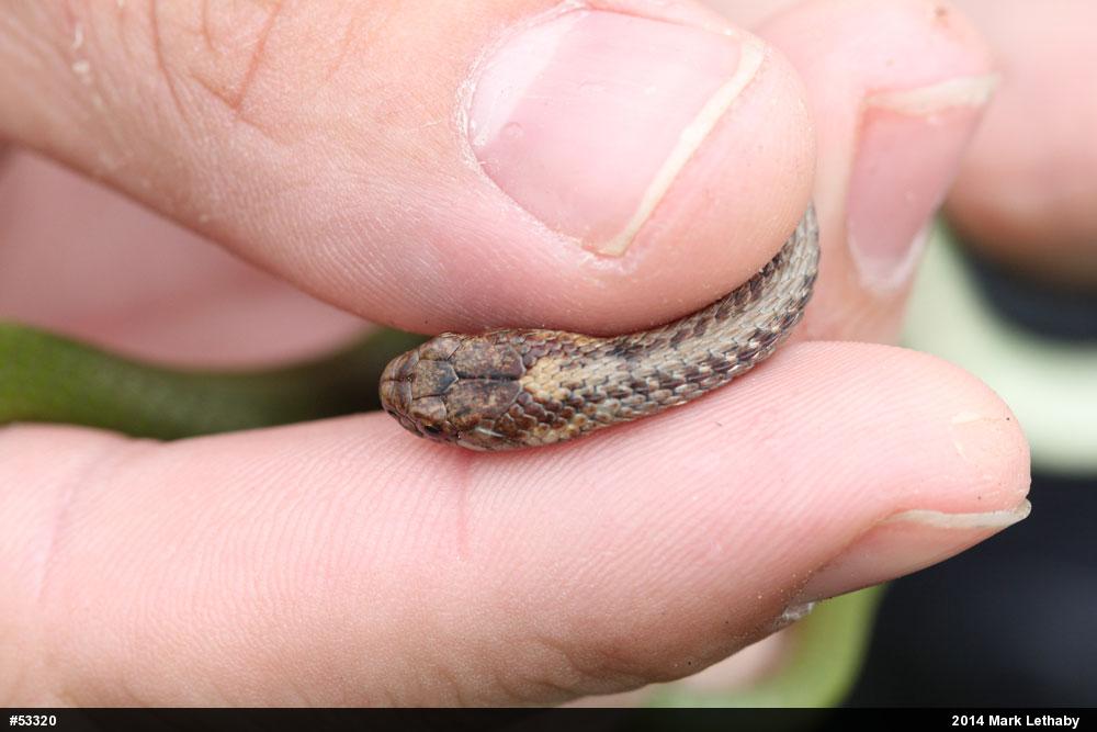 Red-bellied Snake