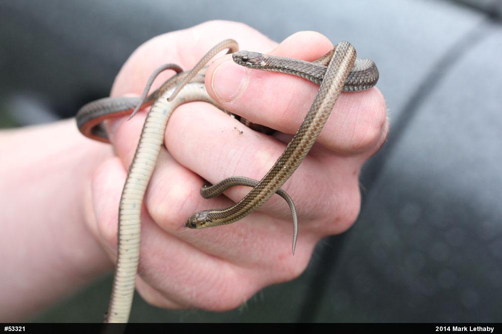 Shorthead Gartersnake