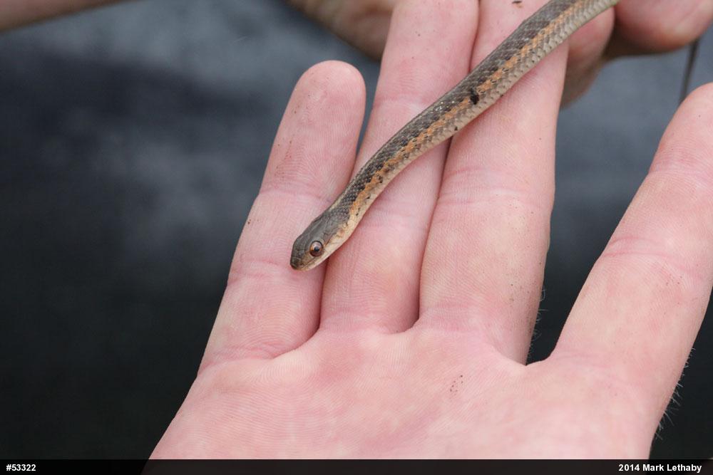 Eastern Gartersnake