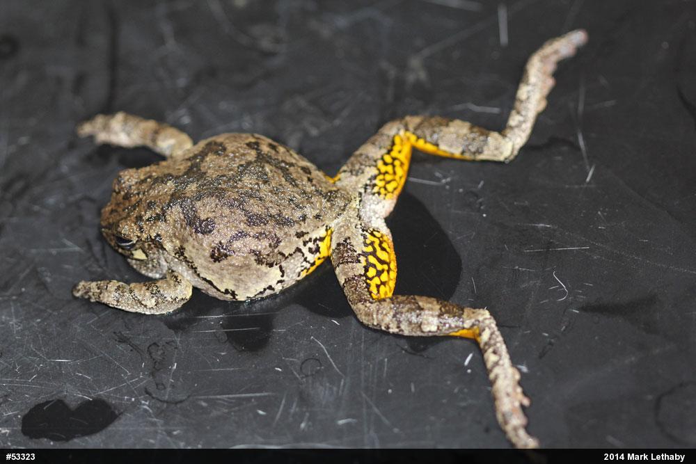 Gray Treefrog