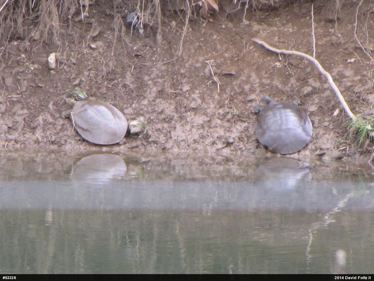 Eastern Spiny Softshell