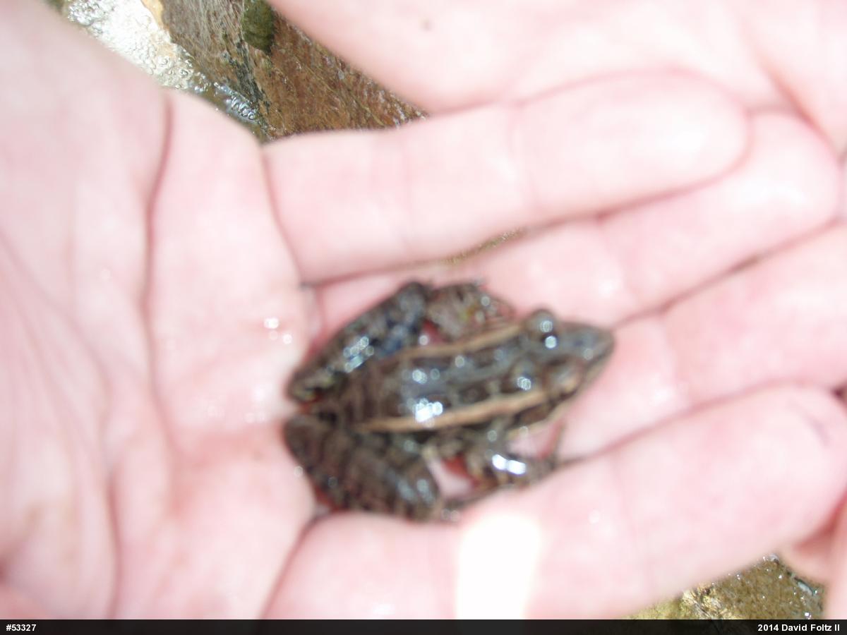 Pickerel Frog