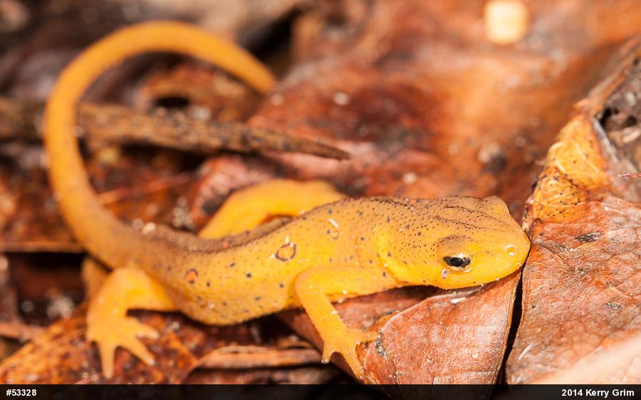 Red-spotted Newt