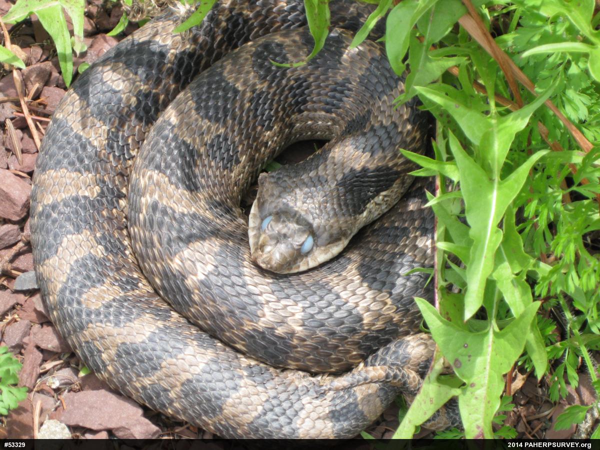 Eastern Hog-nosed Snake