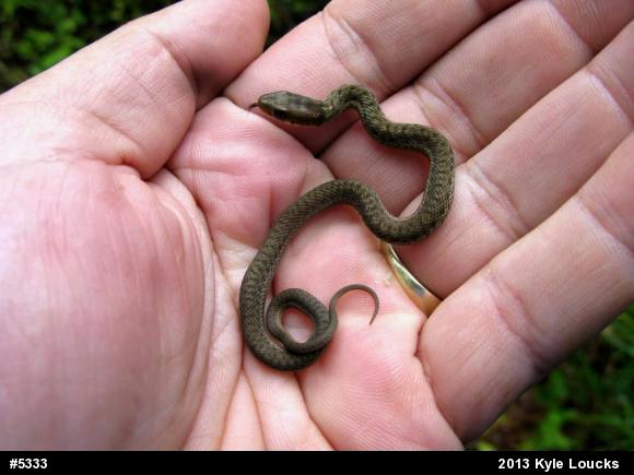 Eastern Gartersnake