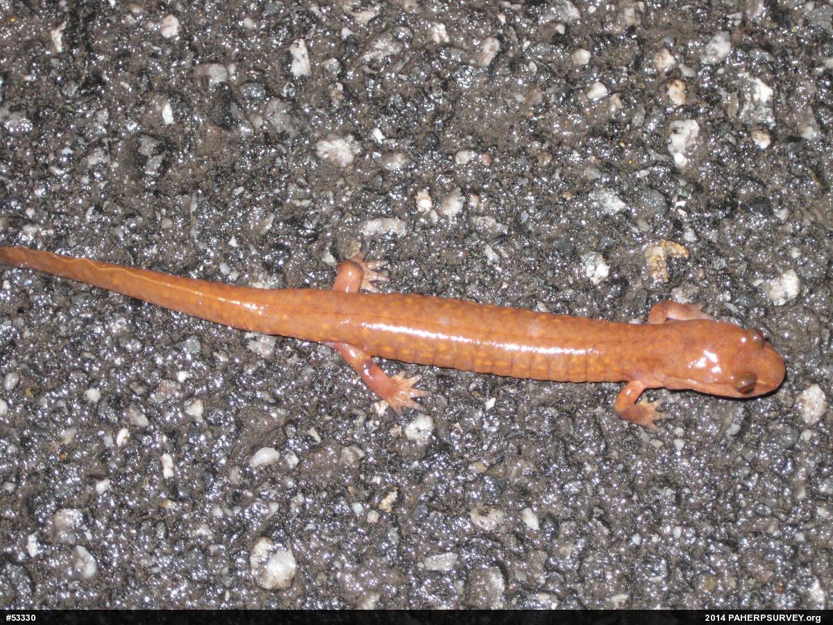 Northern Spring Salamander