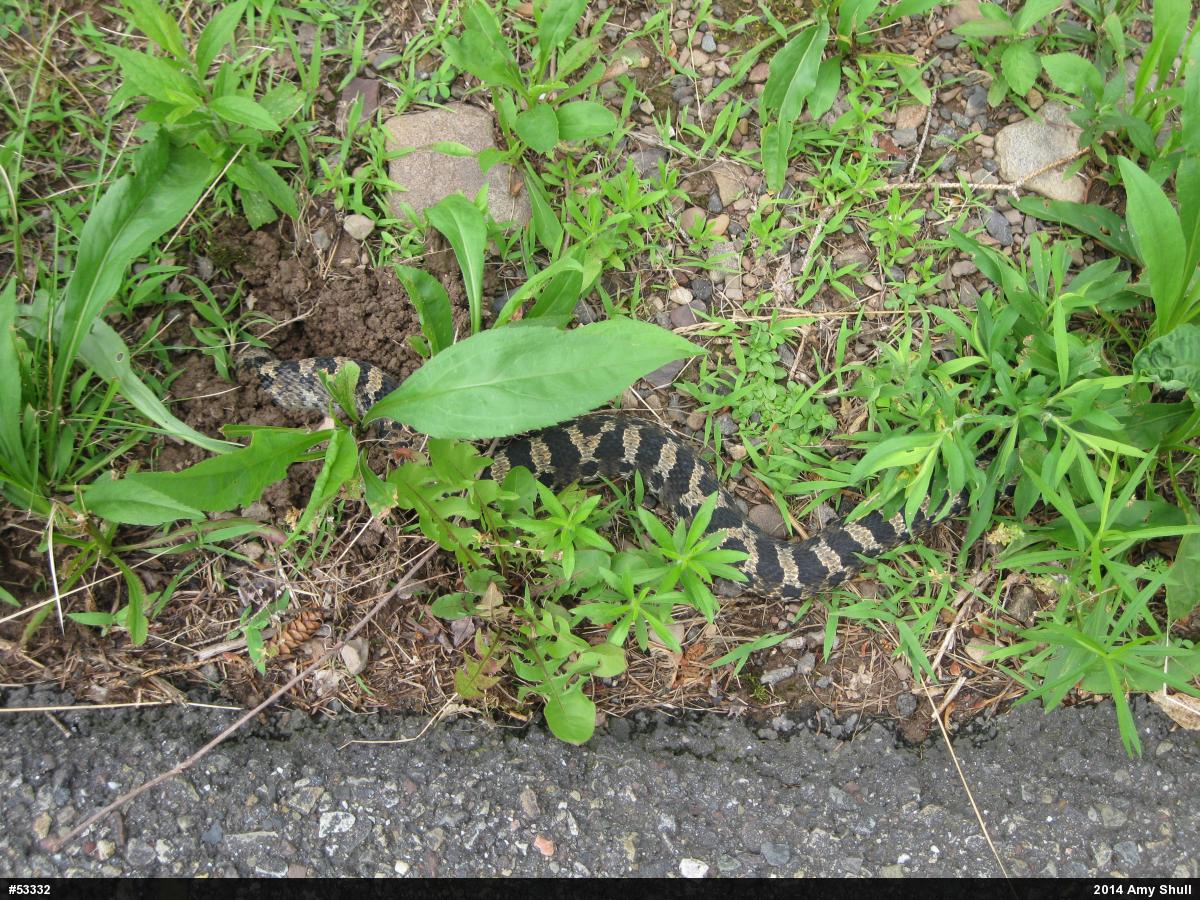 Eastern Hog-nosed Snake
