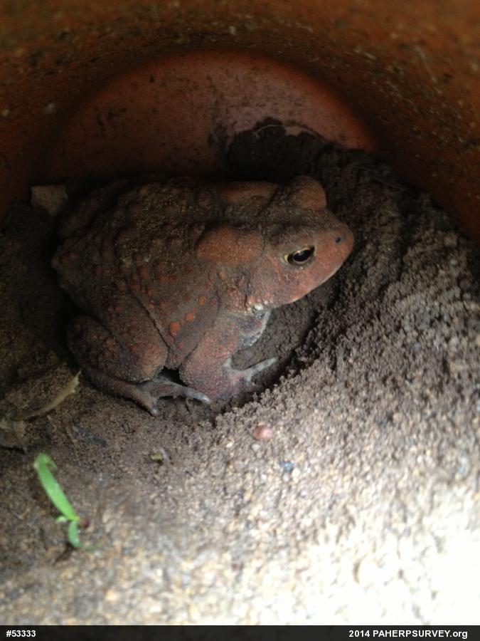 Eastern American Toad
