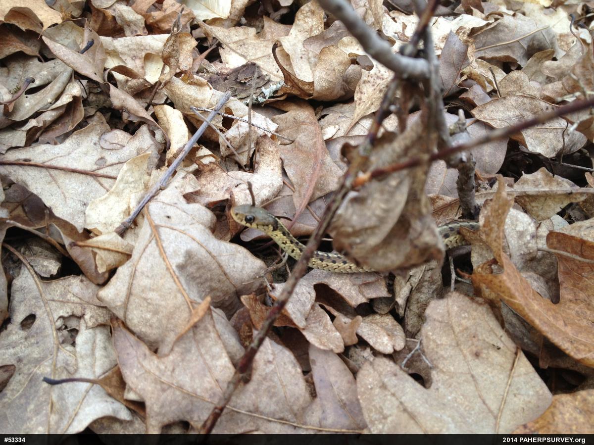 Eastern Gartersnake