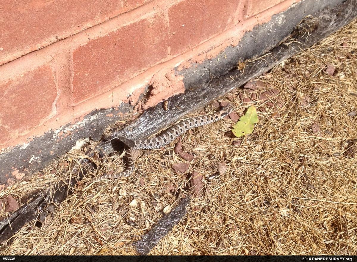 Eastern Hog-nosed Snake
