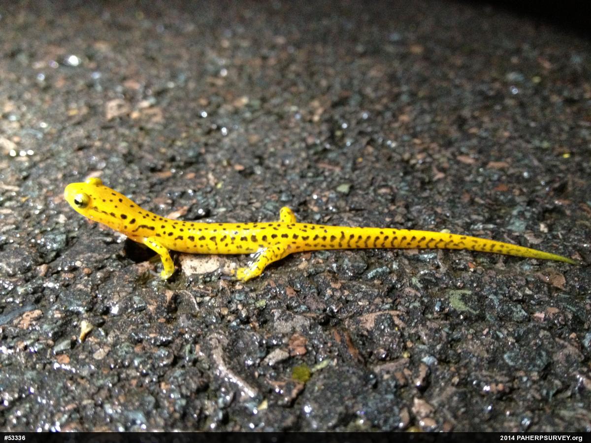 Eastern Long-tailed Salamander