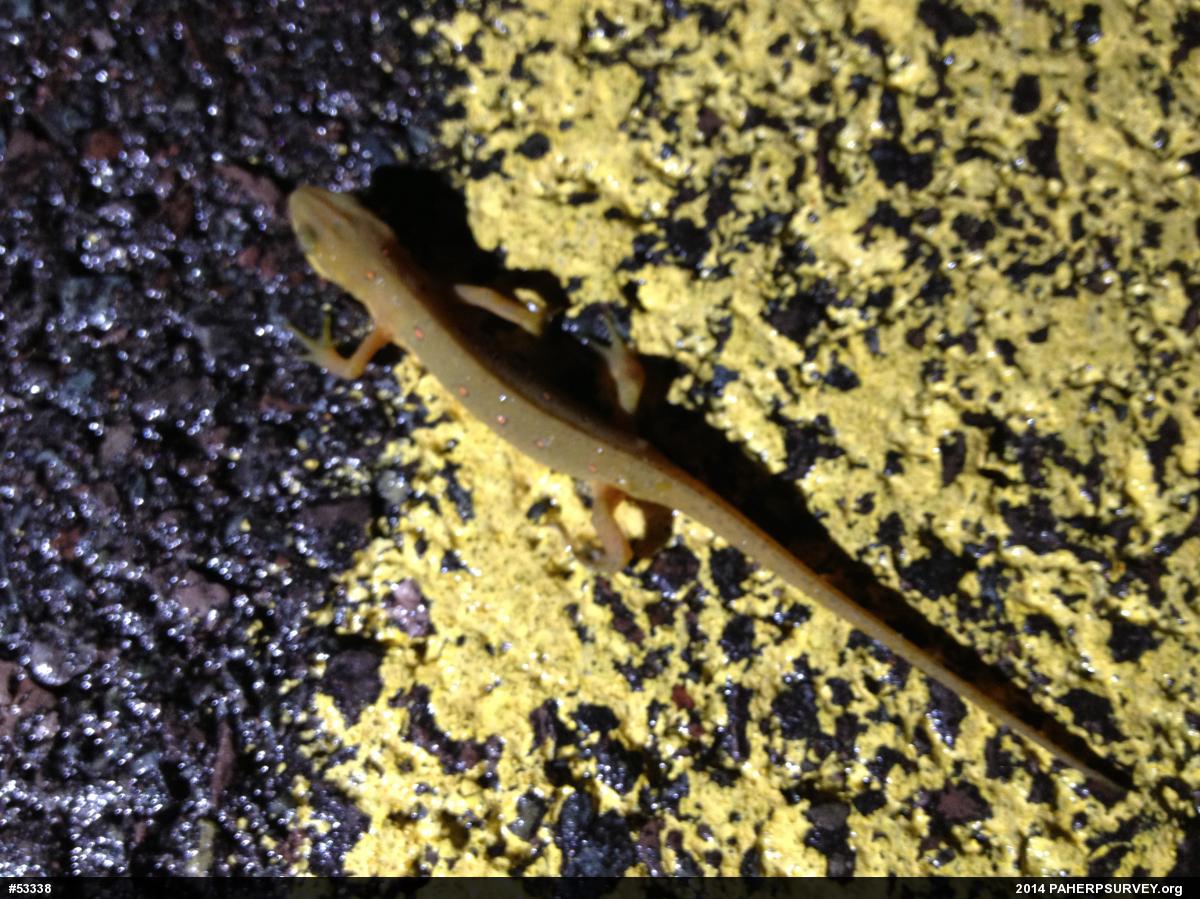 Red-spotted Newt