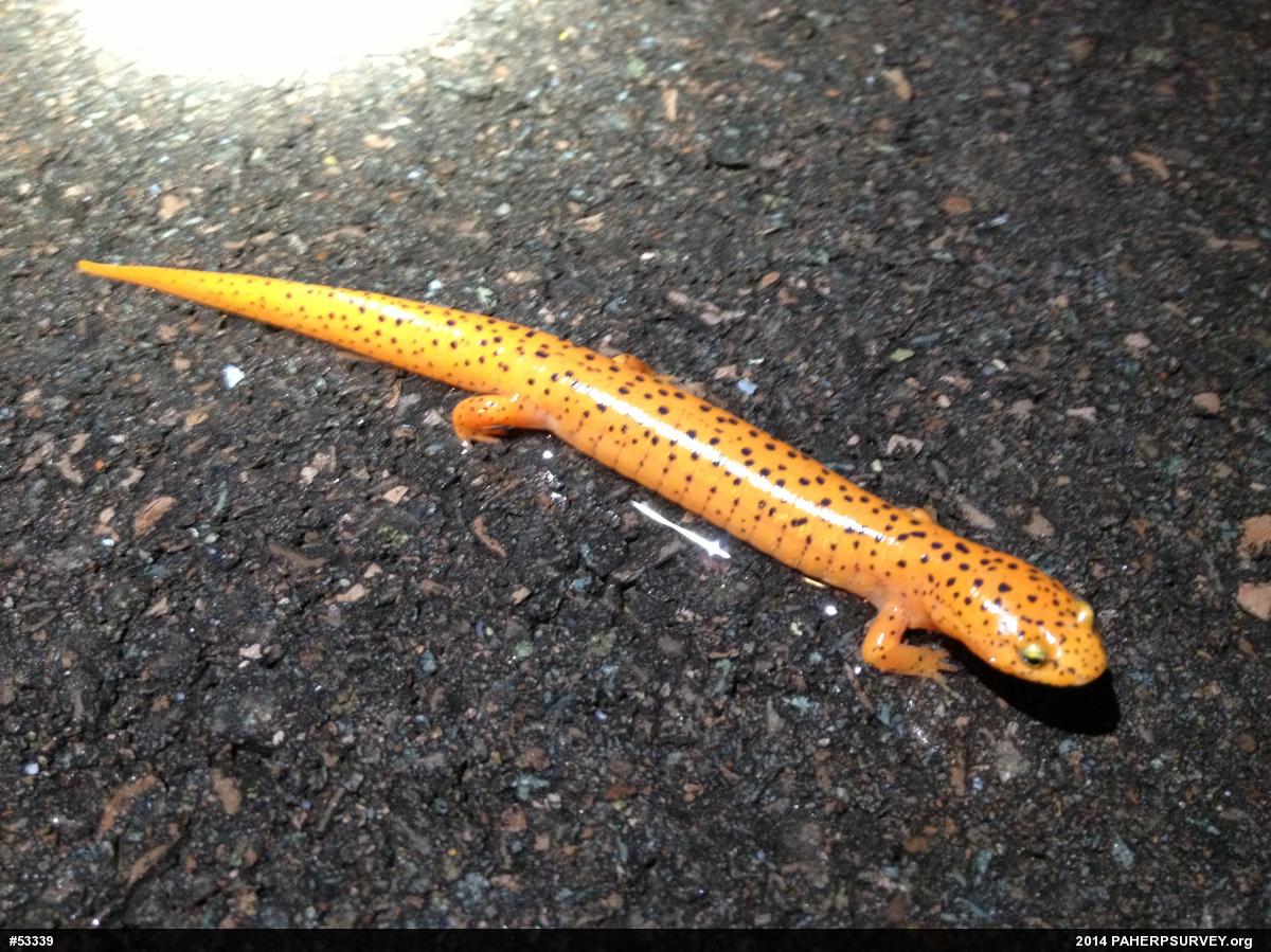 Northern Red Salamander