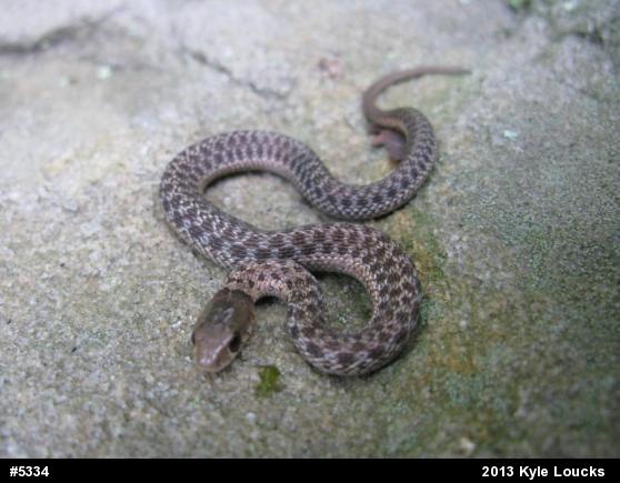 Eastern Gartersnake