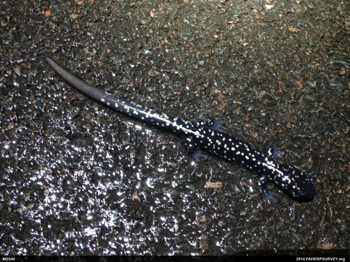 Northern Slimy Salamander