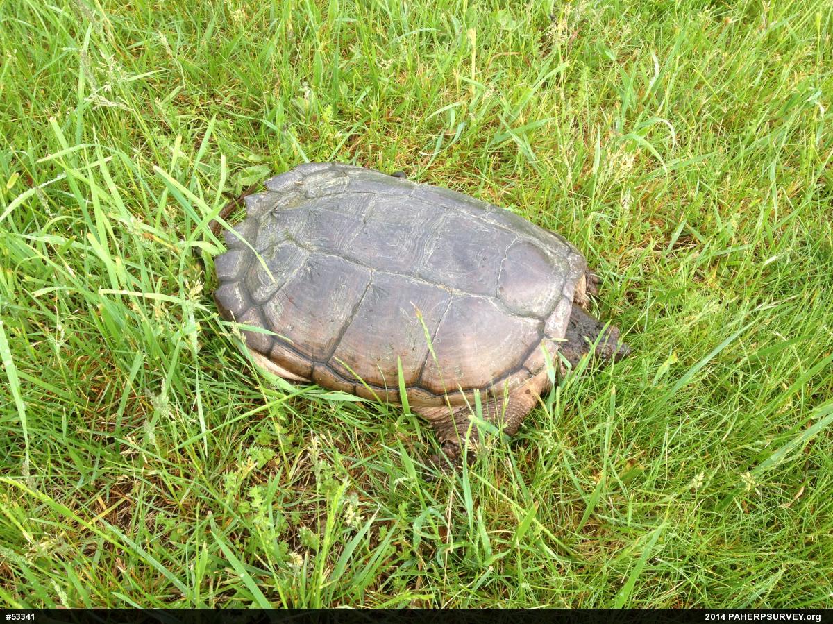 Snapping Turtle