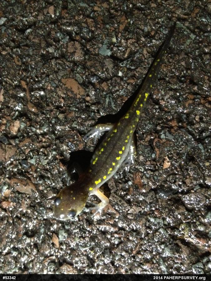 Spotted Salamander