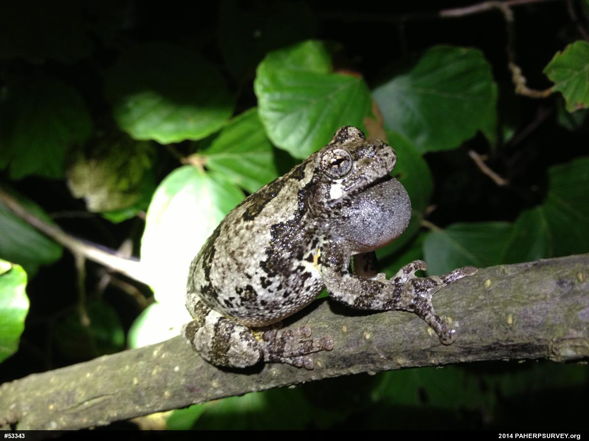 Unknown Gray Treefrog