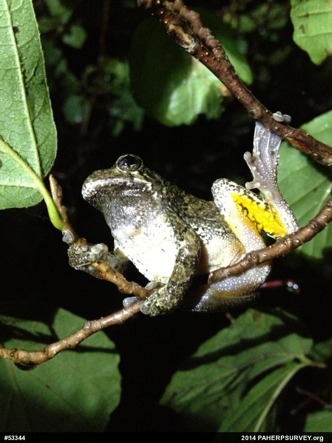 Unknown Gray Treefrog