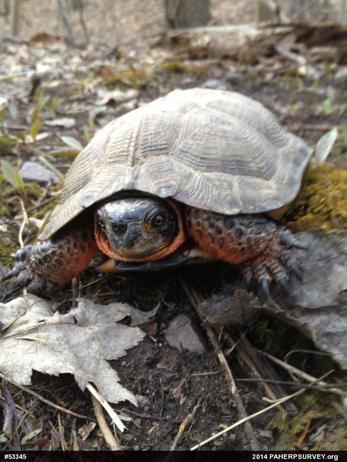 Wood Turtle