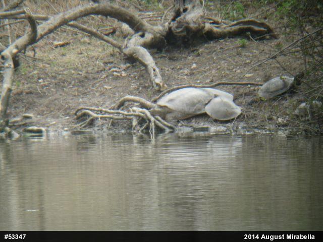Eastern Spiny Softshell