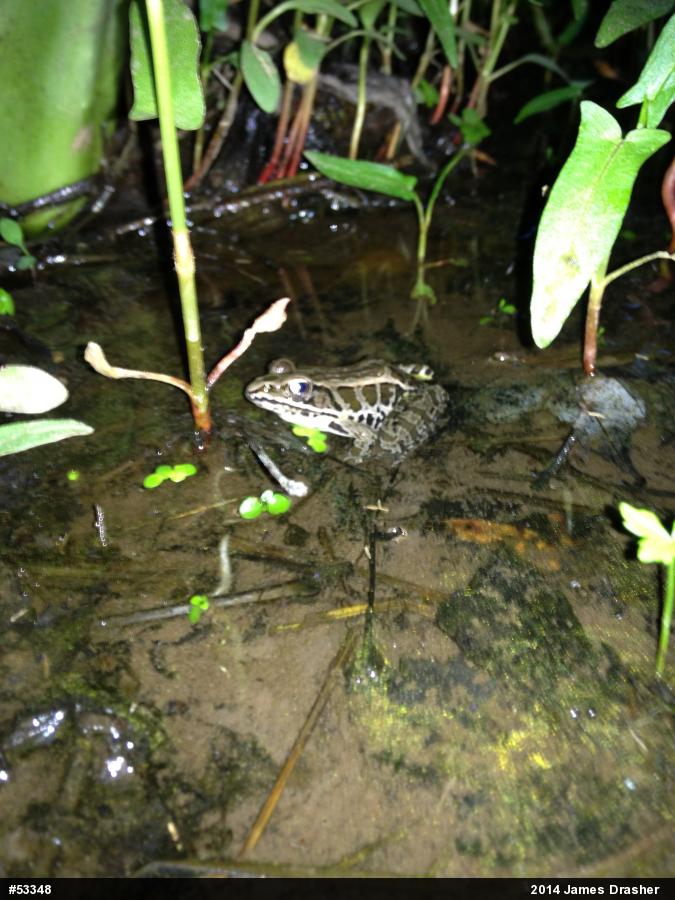 Pickerel Frog