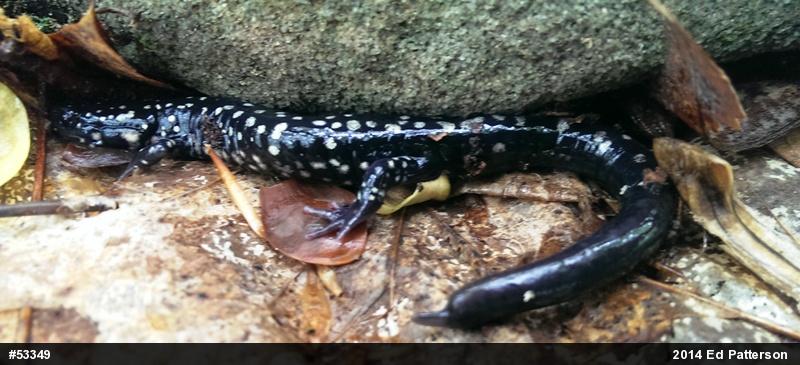 Northern Slimy Salamander