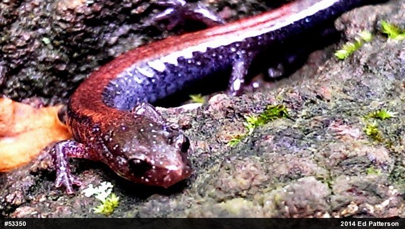 Eastern Red-backed  Salamander