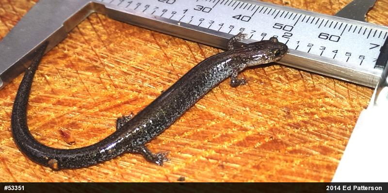 Valley And Ridge Salamander
