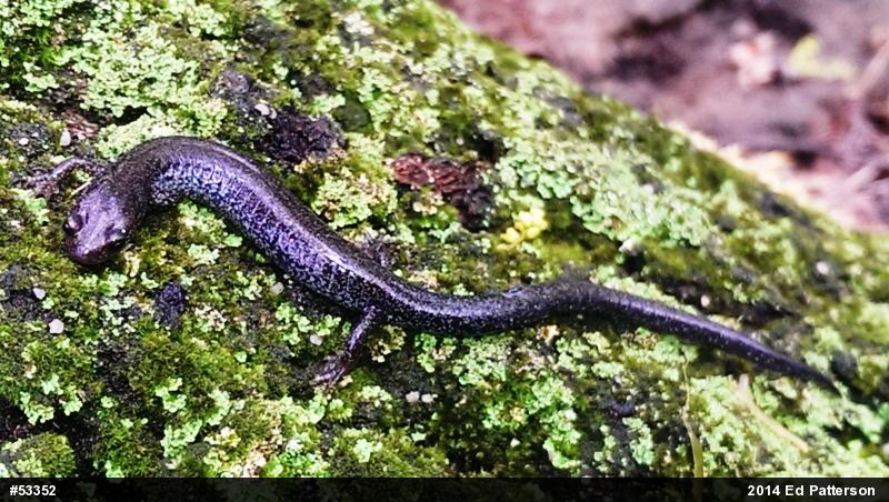 Valley And Ridge Salamander