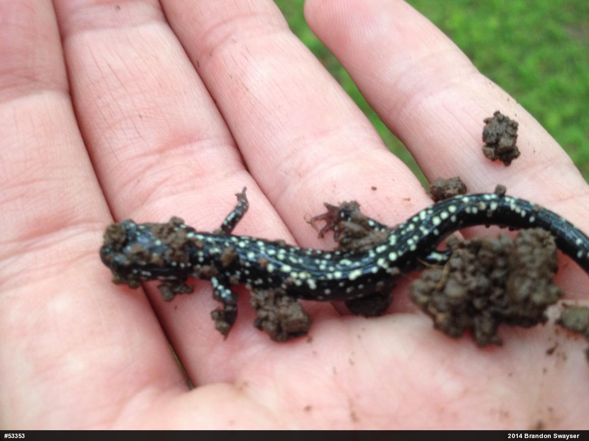 Northern Slimy Salamander