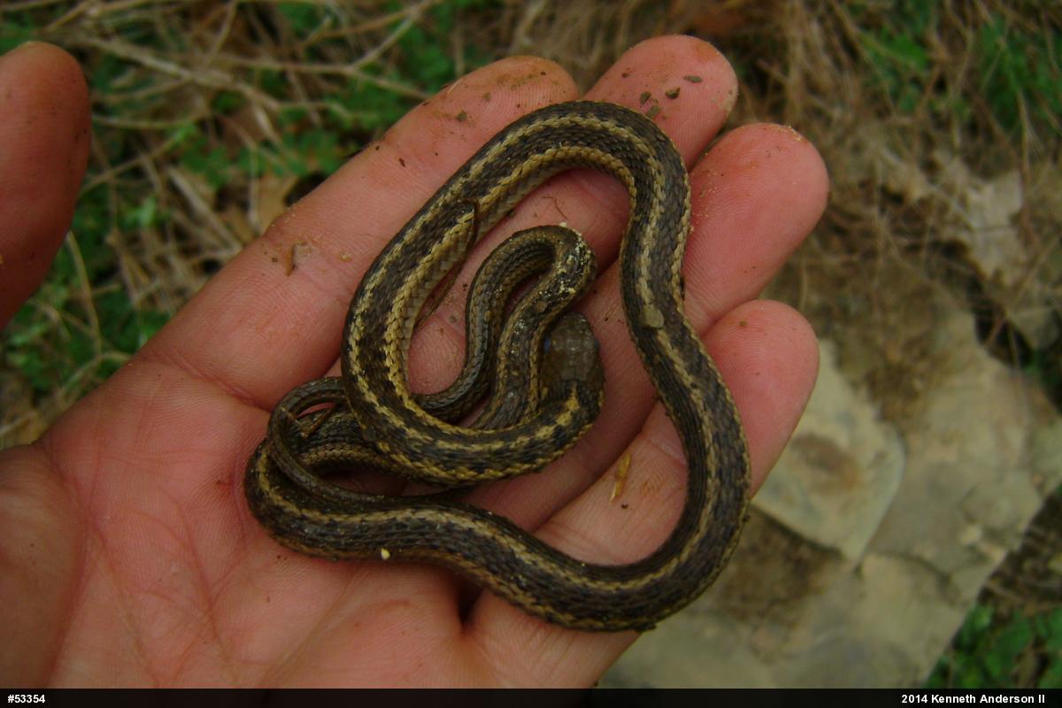 Eastern Gartersnake