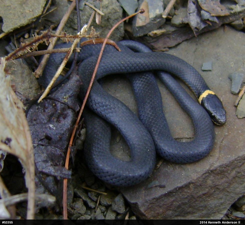 Northern Ring-necked Snake