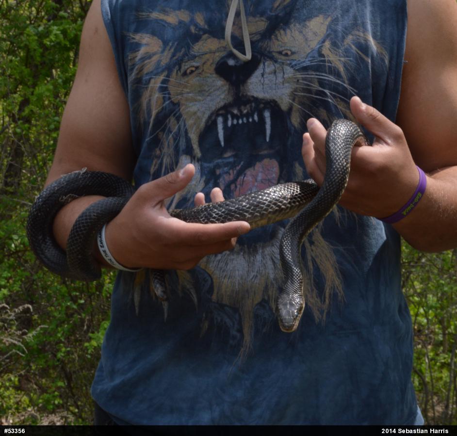 Eastern Ratsnake