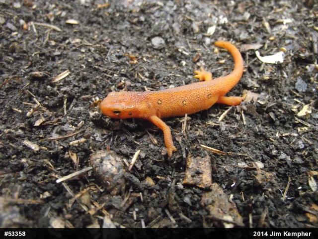 Red-spotted Newt