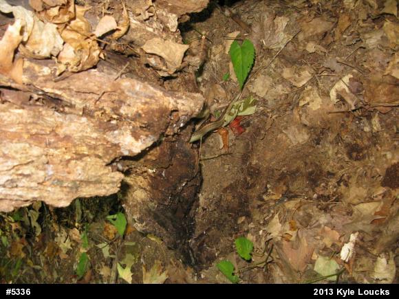 Eastern Gartersnake
